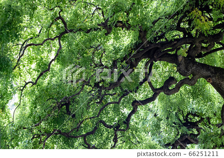 Shidare Enju樹 66251211