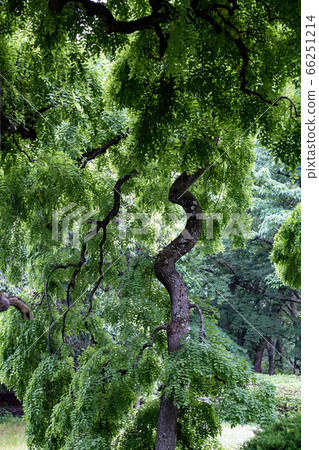 Shidare Enju Tree 66251214