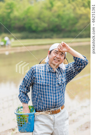Men who plant rice 66251361