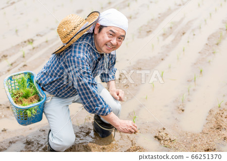 種植水稻的人 種植水稻的人 66251370