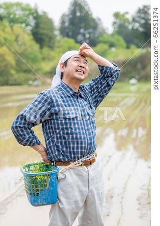 Men who plant rice 66251374