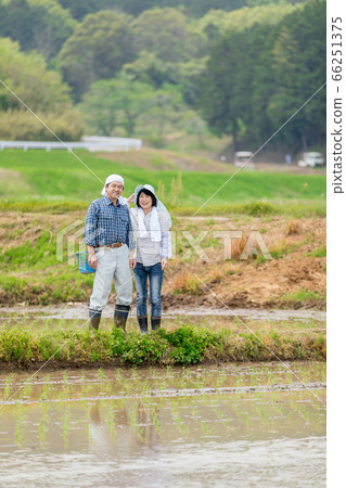 A farmer's couple standing on the pavement of a paddy field A farmer's couple standing on the pavement of a paddy field 66251375