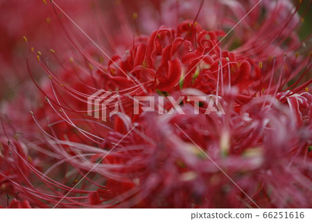 Cluster amaryllis Cluster amaryllis 66251616
