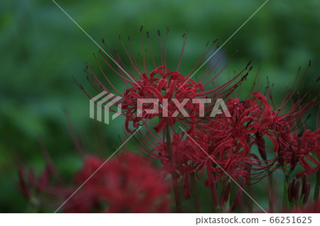 Cluster amaryllis clustered in mountains Cluster amaryllis clustered in mountains 66251625