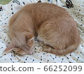 Cat on the futon 66252099