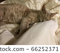 Cat sleeping on a futon 66252371