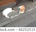 Cat friends 66252515