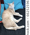 Cat and cushion 66252596