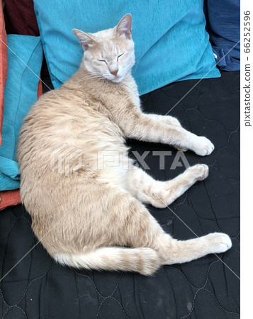 Cat and cushion Cat and cushion 66252596