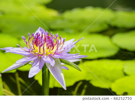 bloom, blossom, blossoms 66252750