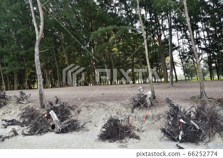 Cox's Bazar in Bangladesh World's longest beach and disaster prevention forest planted along the coast Cox's Bazar in Bangladesh World's longest beach and disaster prevention forest planted along the coast 66252774
