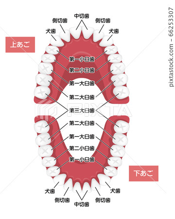 Adult teeth and permanent teeth alignment / tooth name vector illustration 66253307