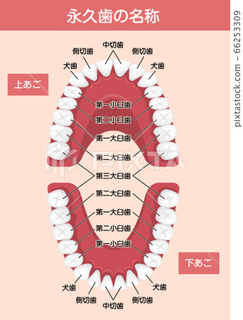 成年牙齒和恆牙對齊/牙齒名稱矢量圖 66253309