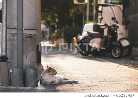 Stray cat Stray cat 66253484