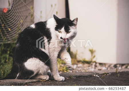 Stray cat Stray cat 66253487