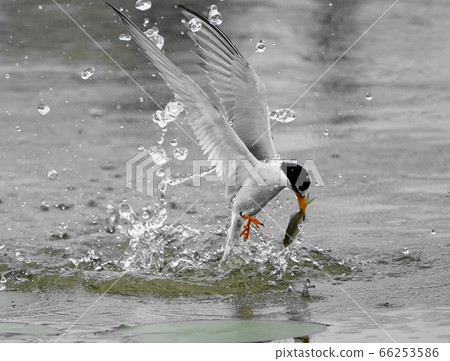 小燕鷗 小燕鷗 66253586