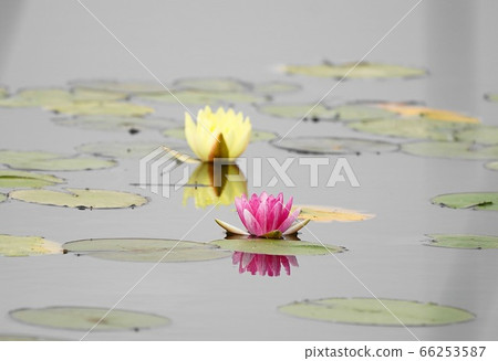 睡蓮 66253587