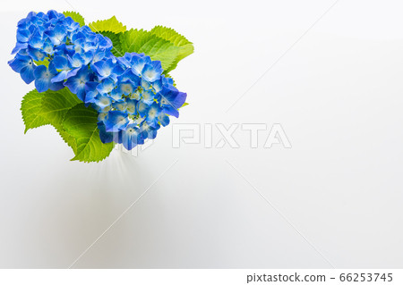 Hydrangea table photo Hydrangea table photo 66253745