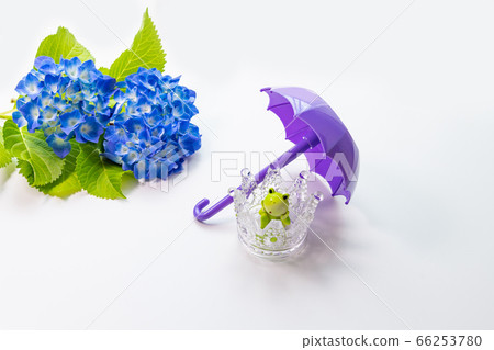 Hydrangea and frog June rainy season image Hydrangea and frog June rainy season image 66253780