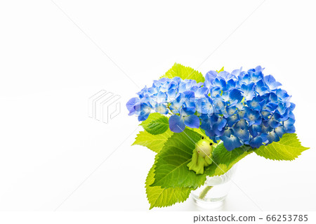 繡球和青蛙六月雨季圖像 繡球和青蛙六月雨季圖像 66253785