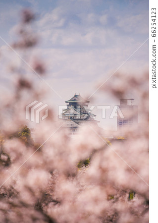 Osaka Castle and Sakura Osaka Castle and Sakura 66254123