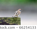 Wild bird sparrow 66254133