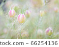 Fluffy Scutellaria bud 66254136