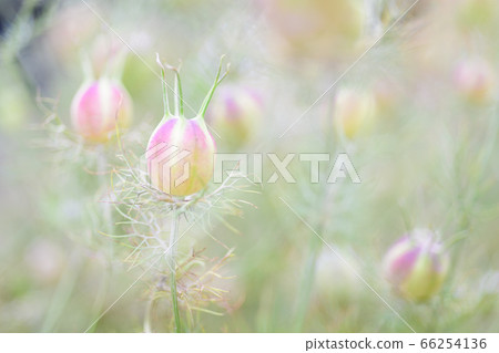 Fluffy Scutellaria bud 66254136
