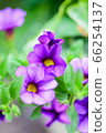 Purple saffinia 66254137