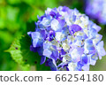 Hydrangea with rainy season 66254180