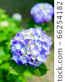Hydrangea with rainy season 66254182