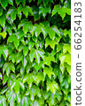 Ivy wall 66254183