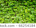 Ivy wall 66254184
