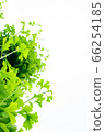 Lush gingko 66254185