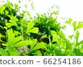 Lush gingko 66254186