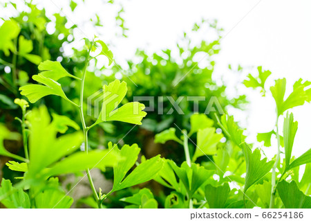 Lush gingko Lush gingko 66254186