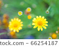 Yellow flower 66254187