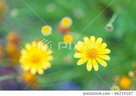 黃花 黃花 66254187