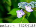 Hydrangea flower 66254188