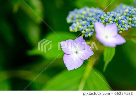 Hydrangea flower Hydrangea flower 66254188