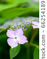 Hydrangea flower 66254189