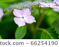 Hydrangea flower 66254190