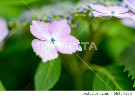 繡球花 繡球花 66254190