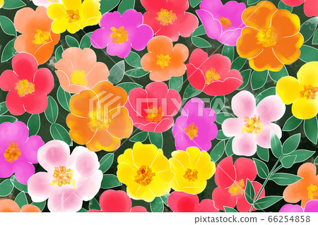 Portulaca 66254858