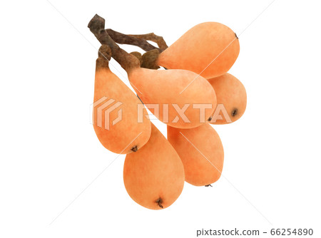 Fresh loquat watercolor 66254890