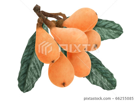 Fresh loquat and leaf watercolor 66255085