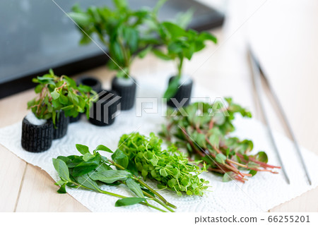 Aquarium aquatic aquarium Aquarium aquatic aquarium 66255201