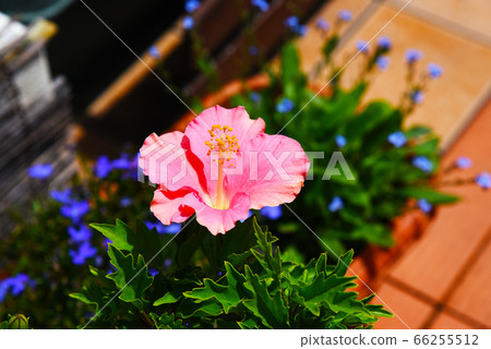 陽台花花園粉紅色的芙蓉花在初夏盛開 照片素材 圖片 圖庫