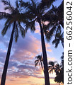 Palm trees silhouette and transparent sunset 66256042