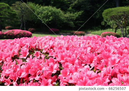 Satsuki azalea Satsuki azalea 66256507